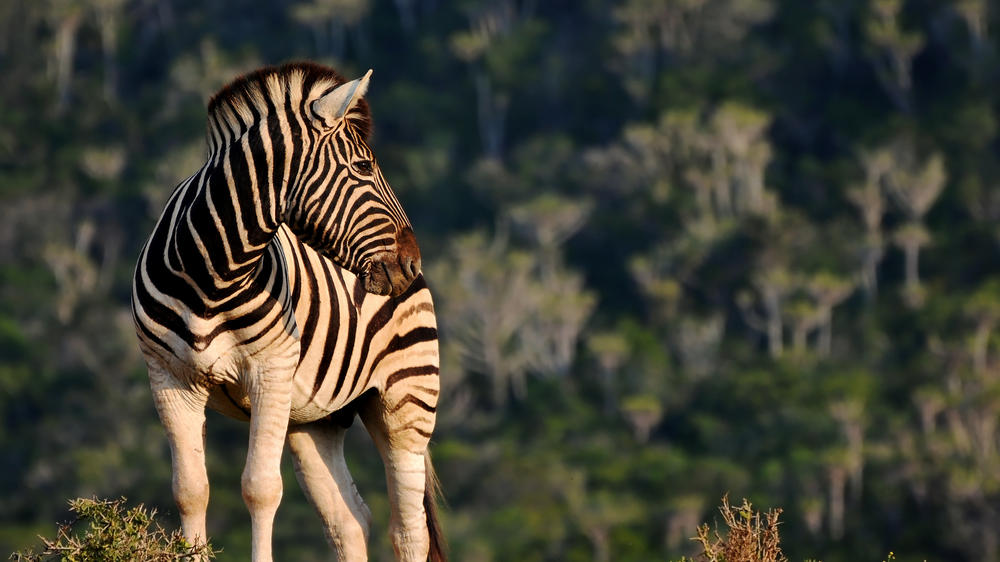 Kariega Private Game Reserve